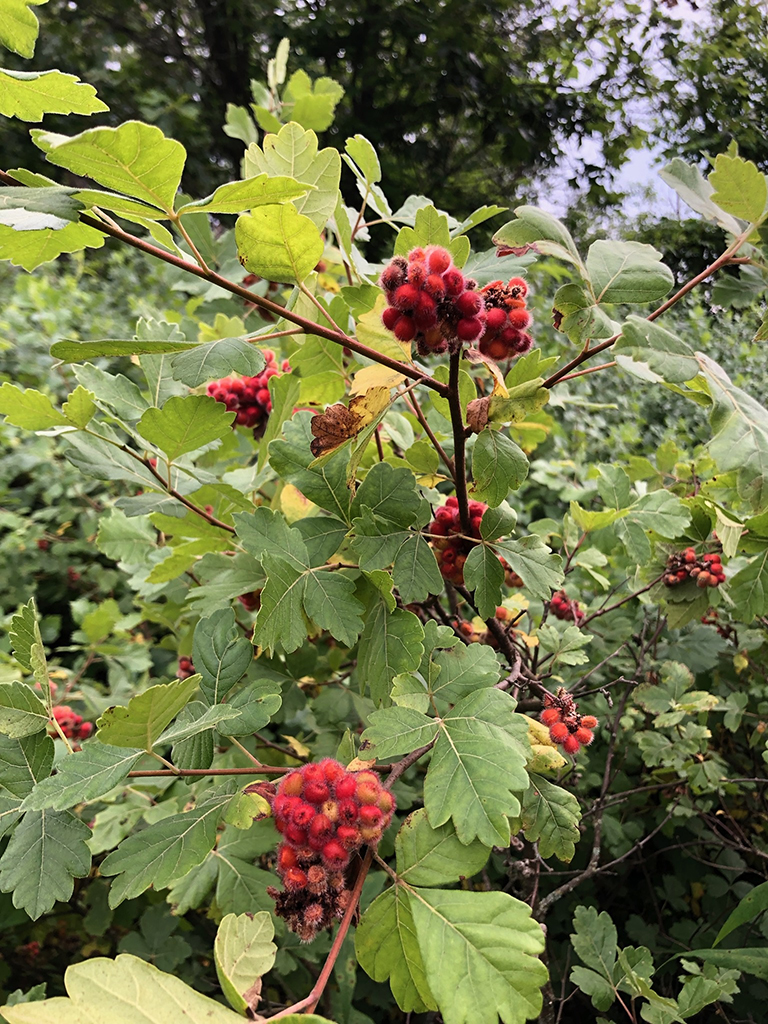 Rhus aromatica Fragrant Sumac Prairie Moon Nursery